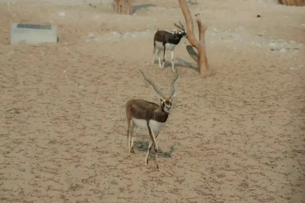 5 Tips To Create An Interactive Ad For A Public Wildlife Park